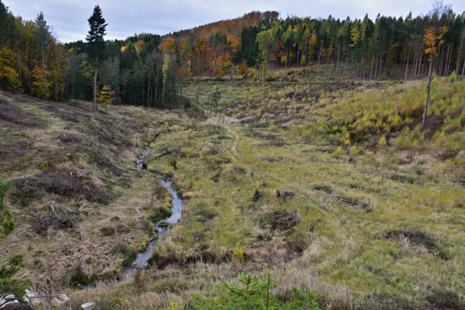 Holina po kůrovcové kalamitě.