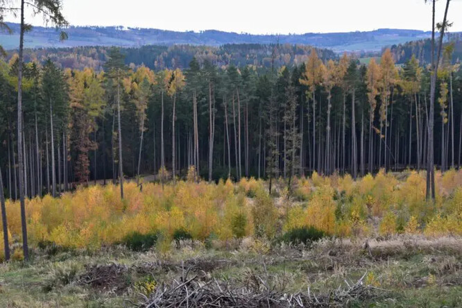 Holina zarůstající přirozeným zmlazením břízy.
