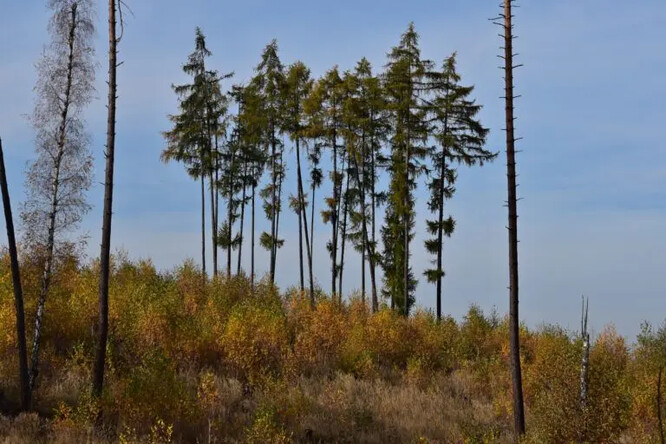 Skupina modřínů na kalamitní holině zarůstající břízou.