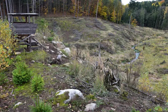 Potok protéká rozsáhlou odlesněnou plochou, mladé stromky poškozuje zvěř.