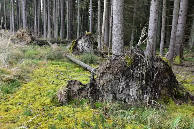 Na podmáčených půdách jsou okraje porostů rozvrácených kalamitou značně nestabilní a zbylé stromy se snadno vyvracejí.