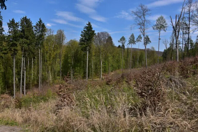 Rány po kůrovcové kalamitě se postupně zacelují, paseka s pestrou směsí dřevin.