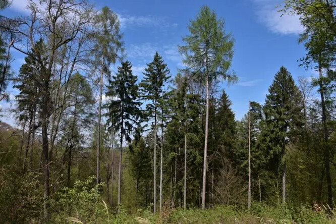 Modřín je součástí našich lesů.