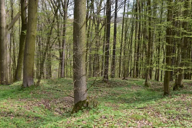 Smíšený les s lípou, bukem a habrem, základ genetické rozmanitosti.