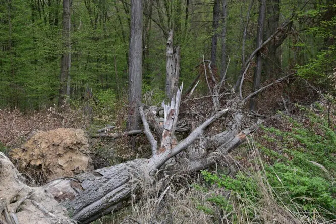 Vývrat buku, ani listnáčům se nevyhýbají poškození.