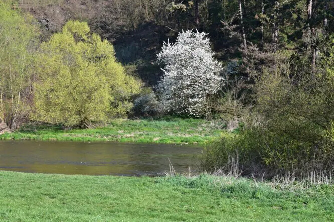 K druhové pestrosti našich lesů patří i břehové porosty podél vodních toků.
