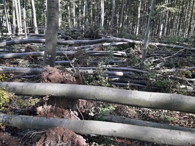 Větrný polom v bukovém porostu (Slezsko, Opavsko, září 2024).