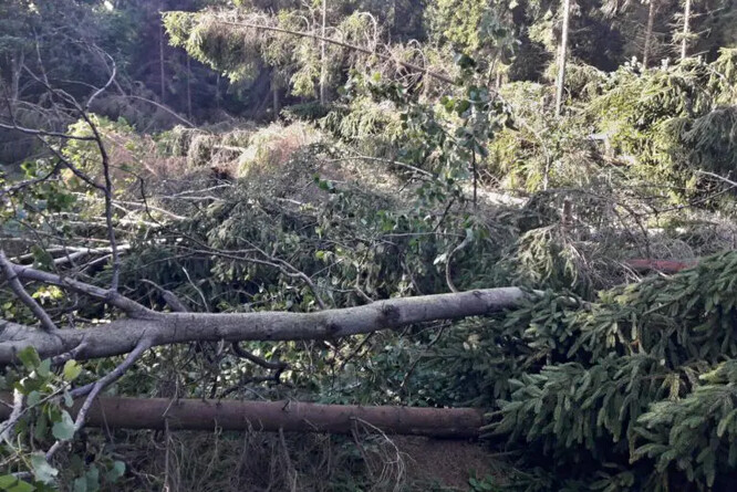 Větrný polom (Slezsko, Opavsko, září 2024).