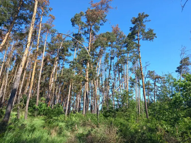 Borovice lesní odumírající vlivem sucha (Čechy, Příbramsko, květen 2024).