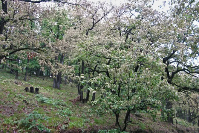 Netypické poškození dubů mrazem (Čechy, Zbraslavsko, květen 2024).