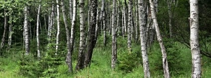 Foto: Jan Řezáč / VÚLHM