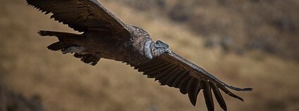 Kondor andský Foto: Pedro Szekely Flickr.com