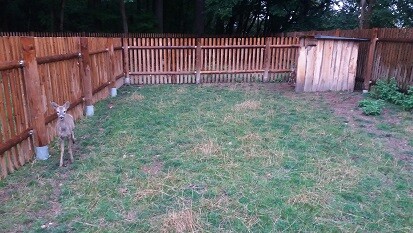 Jen v loňském roce záchranné stanice přijaly přes 250 mláďat srnců, muflonů, daňků nebo jelenů. Byla mezi nimi zbytečně odebraná mláďata, mláďata posekaná zemědělskou technikou, zraněná dopravou i ta, která přišla kvůli srážce s vozidlem o matku