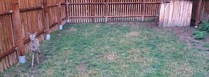 Výběh pro divoké kopytníky v záchranné stanici v Huslíku u Poděbrad Foto: Záchranná stanice Huslík