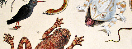 Foto: Muzeum Napajedla