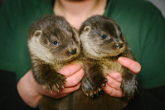 Zachráněná vydří dvojčata v záchranné stanici.
