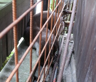 Vydra si spokojeně pochrupovala mezi ploty.