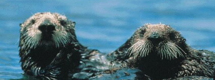 Vydra mořská (Enhydra lutris). Foto: United States Geological Survey