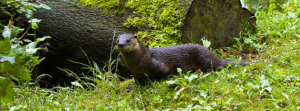 vydra říční Foto: sky#walker Flickr