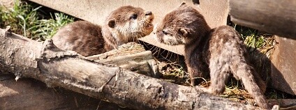 vydra hladkosrstá Foto: Sébastien H Flickr