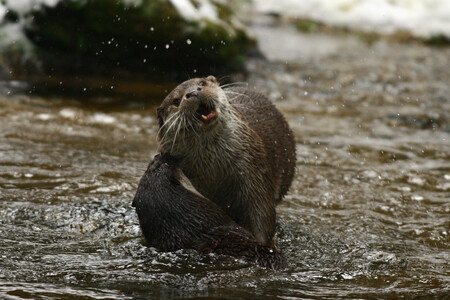 Poslední potvrzenou obětí karbofuranu je vydra ze Žďárských vrchů. Ilustrační foto