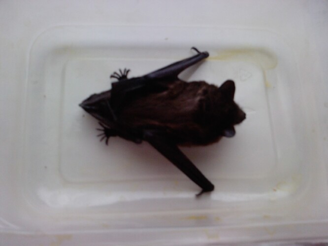 Netopýr nalezený 24. dubna 2012 v uzavřené budce, kde přežil tuhou zimu, byl značně vyhublý, dehydrovaný a neschopný letu.