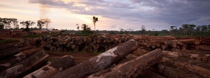 Vykácený tropický prales, Kongo, region Basin Foto: WWF Deutschland Flickr