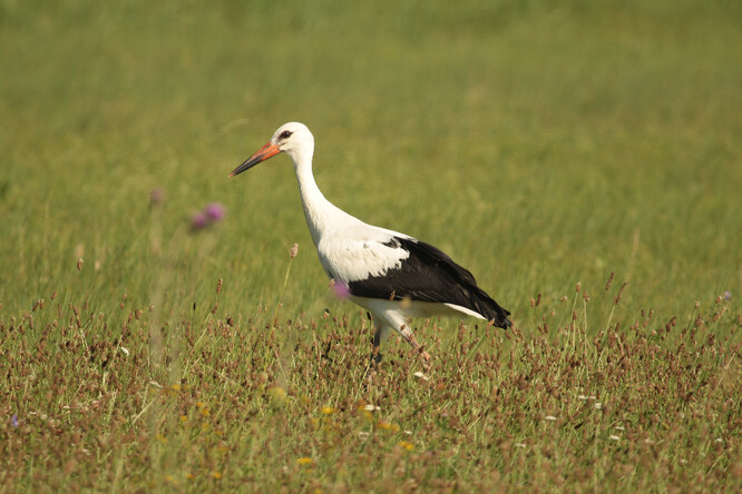 Vypouštění čápů.