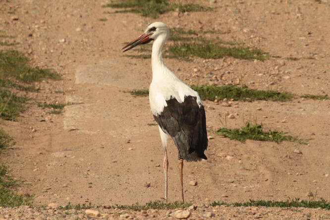 Vypouštění čápů.