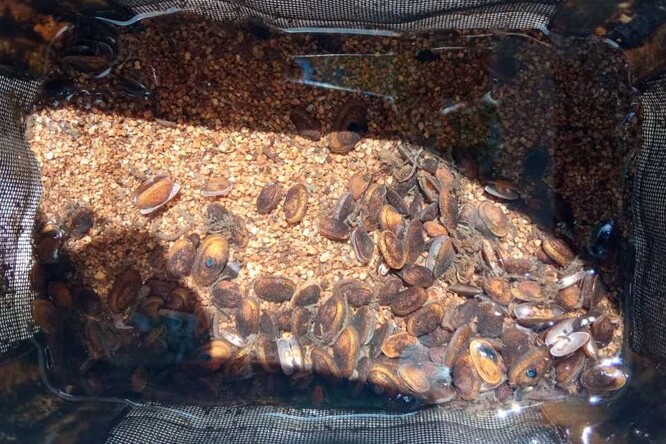 Ochranu perlorodek komplikuje její velmi složitý a částečně parazitický životní cyklus.