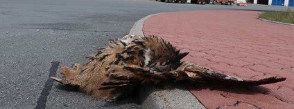 Příběh výra velkého A 16811. 9. 5. 2019 DESOP našli na 80. km dálnice D5 u sjezdu na Plzeň Bory a Klatovy sraženého dospělého výra s kroužkem na noze. Tomuto výrovi velkému s ornitologickým kroužkem, sraženému kousek od Plzně (městská část Bory), Karel Makoň už na Borech třikrát pomohl.