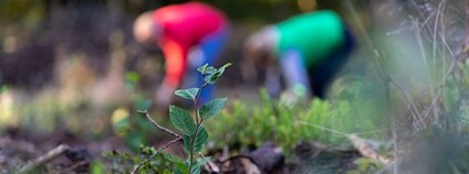 Výsadba listnatých stromů Foto: Nadace Ivana Dejmala pro ochranu přírody