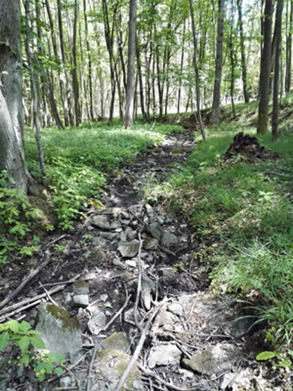 Lesní správa Třebíč obhospodařuje 16.000 hektarů státních lesů. Loni vytěžila 190.000 metrů krychlových dřeva, zhruba dvojnásobek běžné roční těžby. V tomto území nejsou komplexy lesa hluboké a nedokážou si udržet své klima. Stresují je okolní rychle vysychající pole. Problémy se suchem jsou v celé republice, nejvíc se zatím projevují na severní Moravě. Třebíčsko je nejpostiženější částí Vysočiny. / Na obrázku vysychající potok a les na Třebíčsku