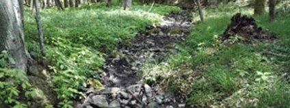 foto: Lesy ČR, s.p.