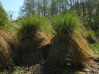 Tzv. bulty tvořené ostřicemi na loukách Bělé