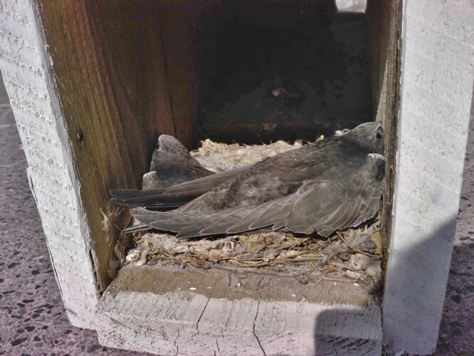 Zcela opeření mladí rorýsi na hnízdě 18. srpna 2011.