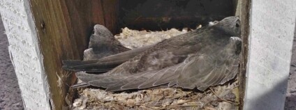 Foto: Karel Zvářal