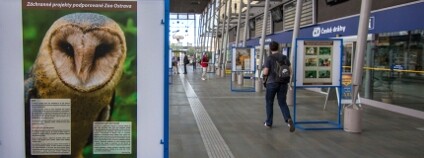 Výstava Zoo Ostravě na nádraží Ostrava-Svinov Foto: Zoo Ostrava