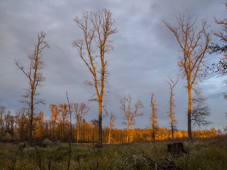 Duby ponechané na pasece ukazují podobu stromů rostlých v zápoji. Štíhlé, vysoké, s pár větvemi, které směřují vzhůru za světlem. Jejich věk je asi 120 - 140 let. Mrtvý strom z předchozí fotografie vůbec nemusí být starší. Za vhodných podmínek totiž solitérní stromy rostou překvapivě rychle. Oba snímky jsou z jihomoravských luhů, kde se „lesní“ duby ve věku kolem 140 let kácejí, ale solitéry podobného stáří mohou mít průměr kmene i 140 cm.