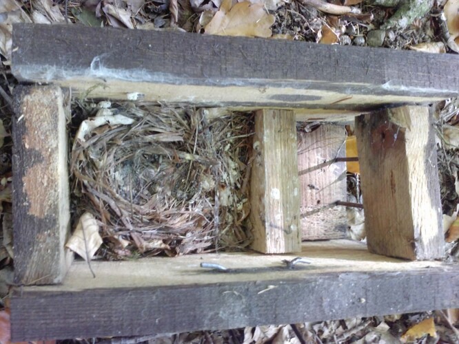 V bezpečné polobudce hnízdí úspěšně i obyvatelé klasických budek, zde lejsek bělokrký.