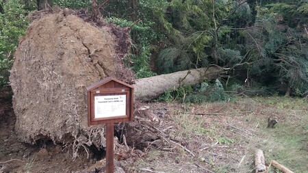 Kvůli bouři Fabienne padla stoosmdesátiletá jedle.