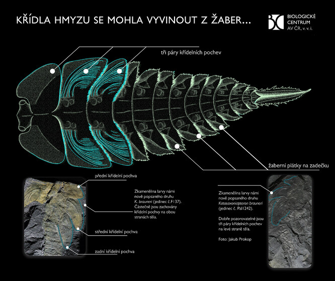 Infografika vzniku hmyzích křídel.