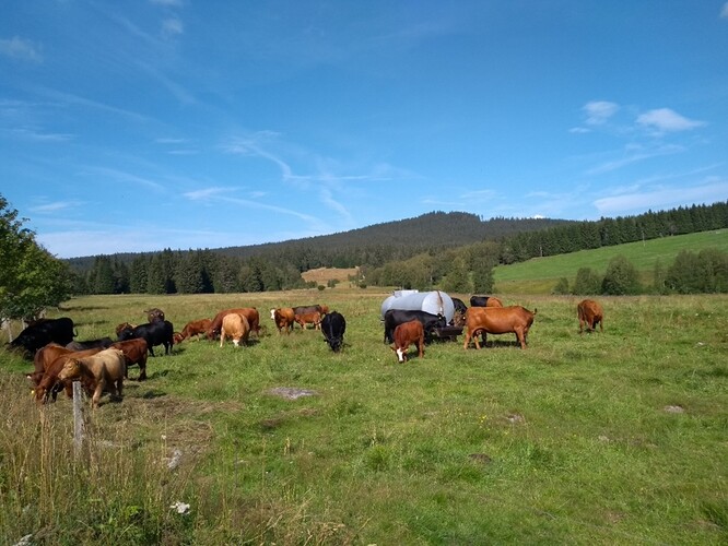 Energetické využití krajiny by nemělo jít na úkor ekologické produkci potravin a environmentální funkci krajiny. Tlak ekologických aktivistů na intenzivní využití biomasy v energetice by mohl být pro krajinu zničující. Krásná přírodní krajina po staletí spojená i s člověkem na Šumavě. (Foto z okolí Kvildy).