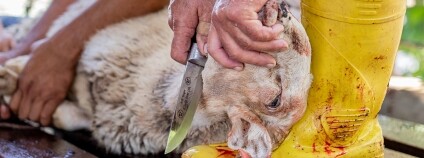 Foto: Havva Zorlu / We Animals