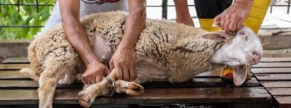 Foto: Havva Zorlu / We Animals