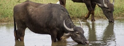 Buvol domácí (vodní) Foto: Eleleleven from Bielefeld, Deutschland Wikimeda Commons