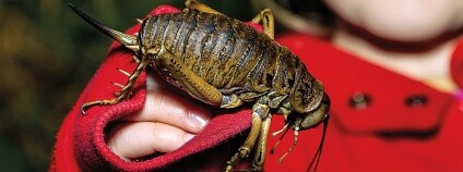 Foto: Sabine Bernert / ScienceMag