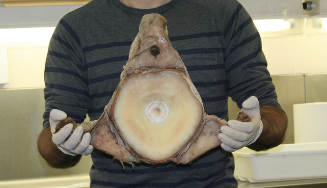 Páteř žraloka velrybího není malá hmota a má zřetelné růstové pásy, trochu jako prsteny kmene stromu.