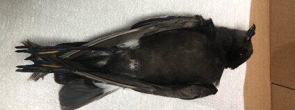 Foto: Záchranná stanice v Rudě nad Moravou