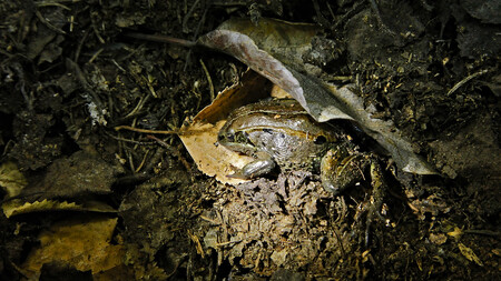 Skokani se vysušení svých buněk vyhnou tím, že je obalí glukózou, vědci tento proces označují jako kryoprotekci. Běžní skokani lesní vydrží mrazy -7,2 °C po dobu několika týdnů. Larson však v laboratorních podmínkách ověřil, že aljašští skokani lesní bez problémů vydrží při -18 °C i 218 dnů.